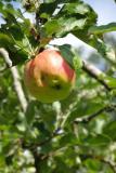 Appels plukken op Landgoed Bosch en Vaart