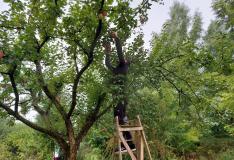 Appels plukken op Landgoed Bosch en Vaart