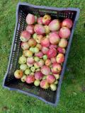 Appels plukken op Landgoed Bosch en Vaart